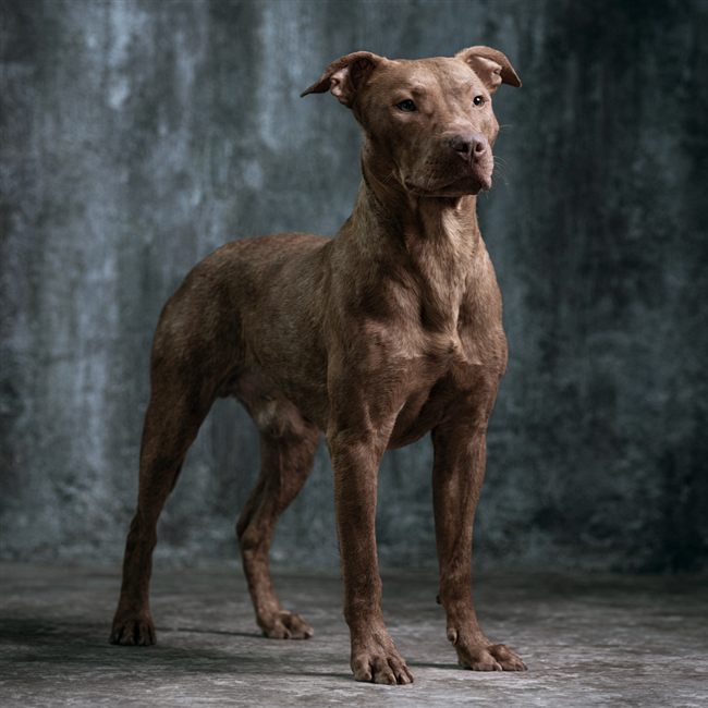 Ejemplo de estilo Fotografía de Estudio en mascota